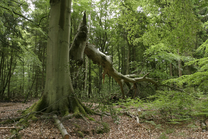 Helfen Sie uns, die Naturparadiese in Mecklenburg-Vorpommern zu retten!